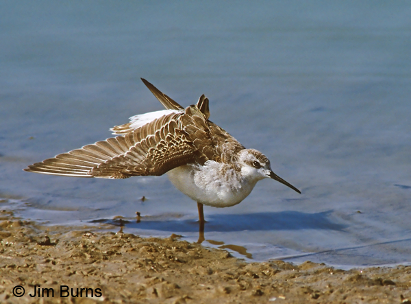 Wilson's Phalarope winter wingstretch