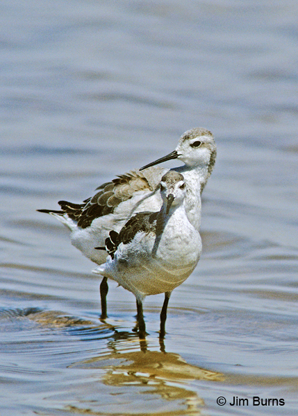 Wilson's Phalaropes winter