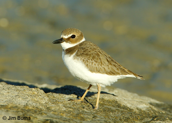 Wilson's Plover on the beach