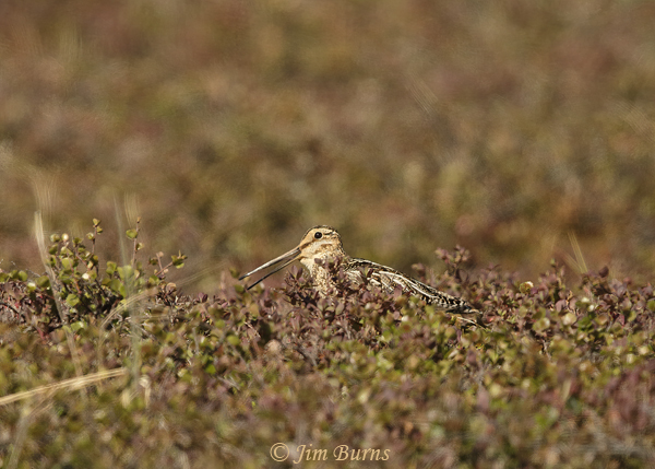 Wilson's Snipe calling in breeding habitat