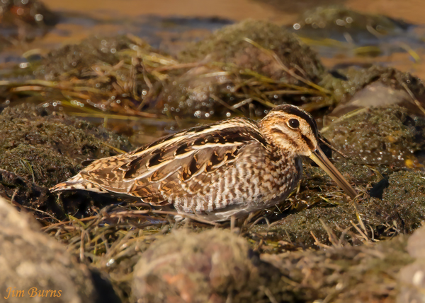 Wilson's Snipe probing in river mud--3005