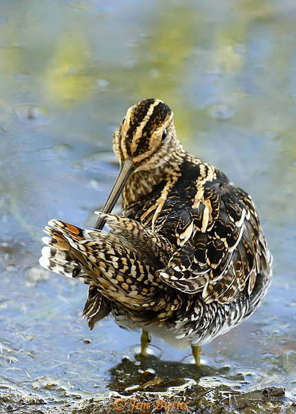 Wilson's Snipe preening #2--9221