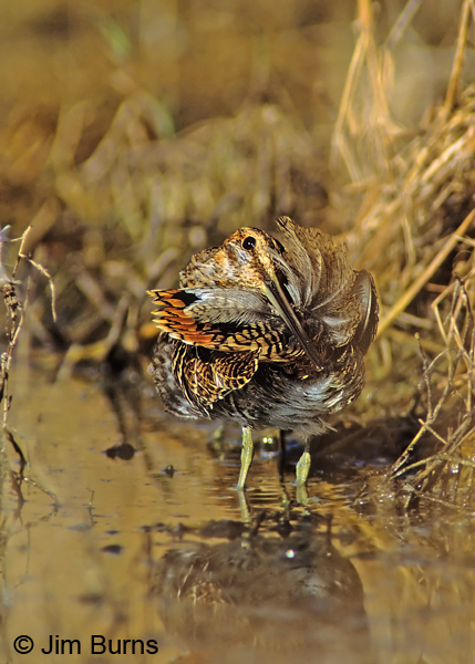 Wilson's Snipe preening