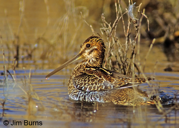 Wilson's Snipe waterdrop