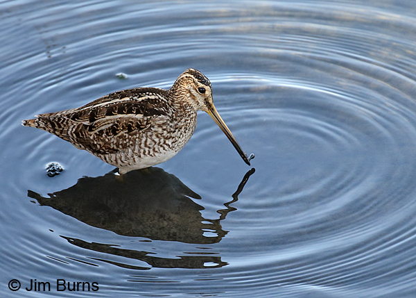 Wilson's Snipe with arthropod