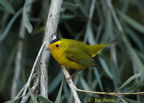 Wilson's Warbler--0907