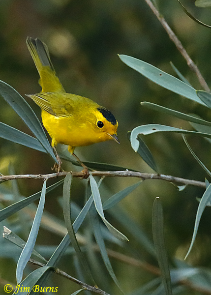 Wilson's Warbler male in foliage--0963