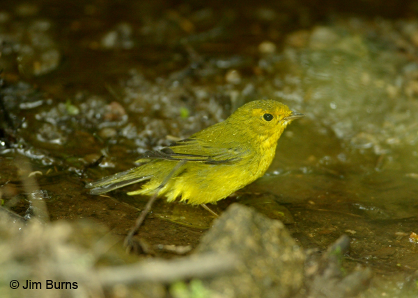 Wilson's Warbler female at waterhole