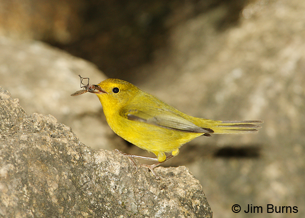 Wilson's Warbler female with bee fly
