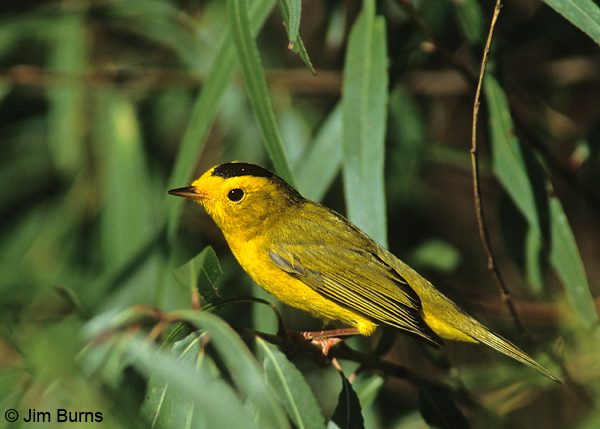 Wilson's Warbler male in greenery