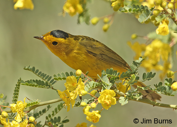 Wilson's Warbler male in Palo Brea #2