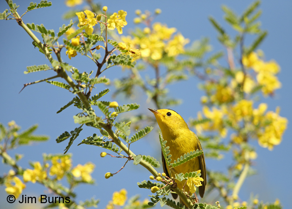 Wilson's Warbler male in Palo Brea