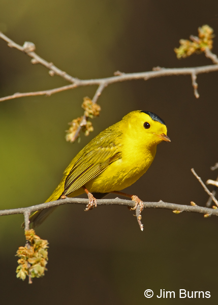 Wilson's Warbler male in tree