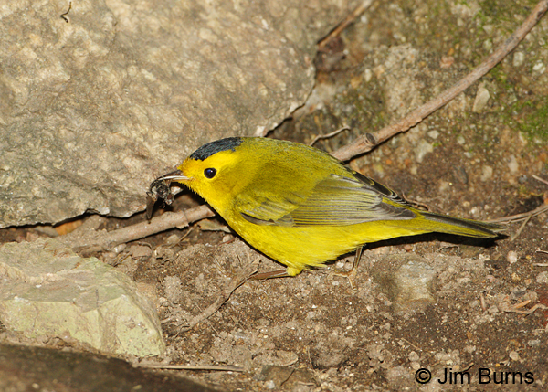 Wilson's Warbler male with bee #2