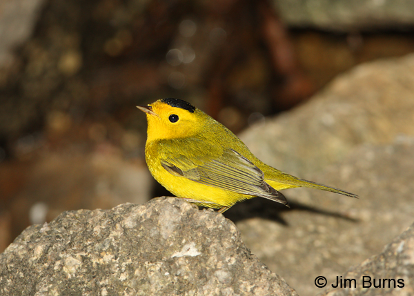 Wilson's Warbler male