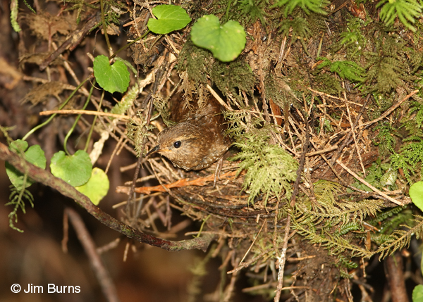 Pacific Wren peering from nest entrance