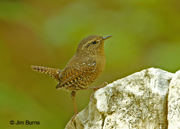 Pacific Wren