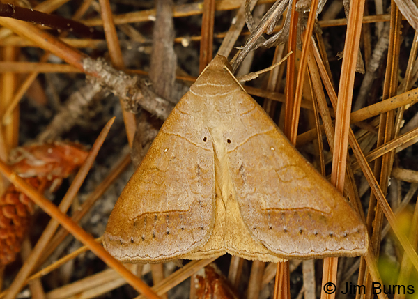 Withered Mocis Moth, Florida--9202