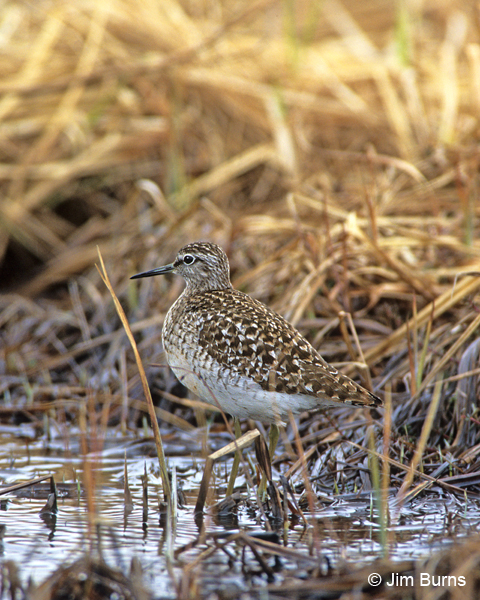 Wood Sandpiper