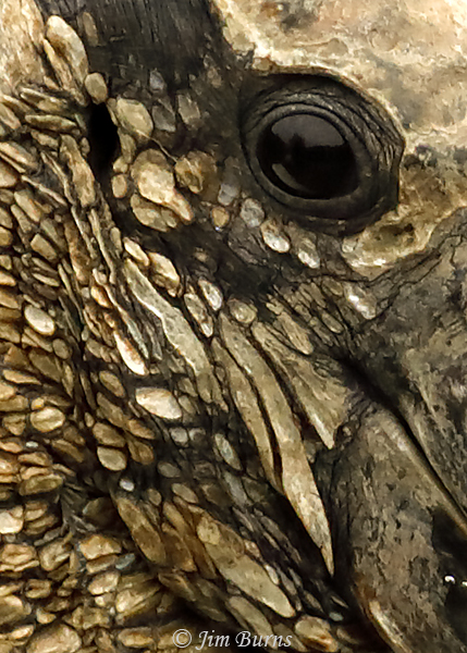 Wood Stork, the derivation of the common name--7816