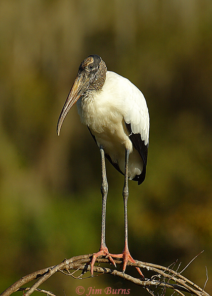 Wood Stork--9075