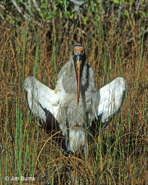 Wood Stork drying wings