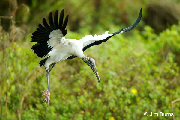 Wood Stork landing
