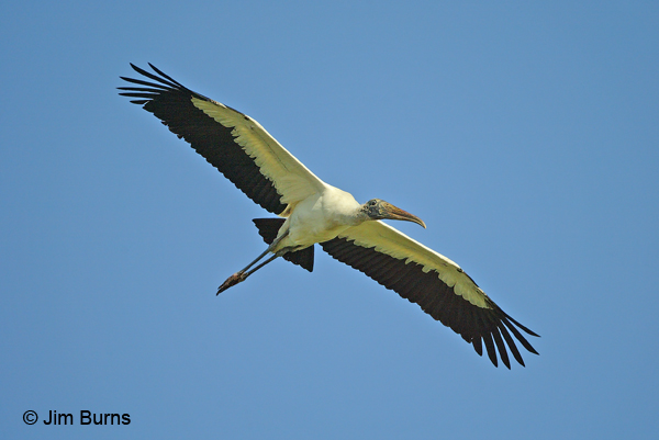 Wood Stork overhead