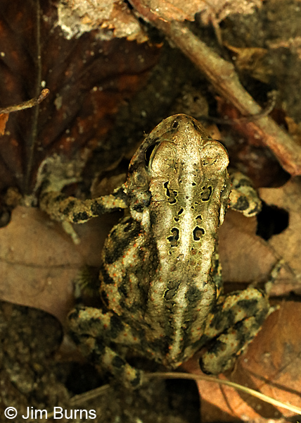 Woodhouse's Toad