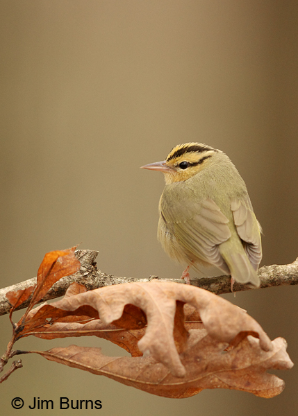 Worm-eating Warbler dorsal view