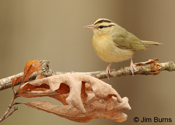 Worm-eating Warbler male bright variant