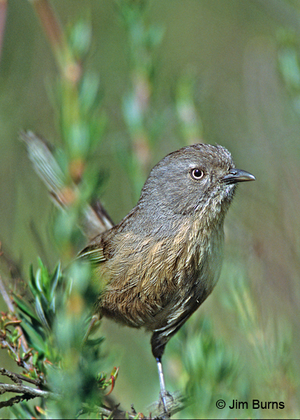 Wrentit close-up
