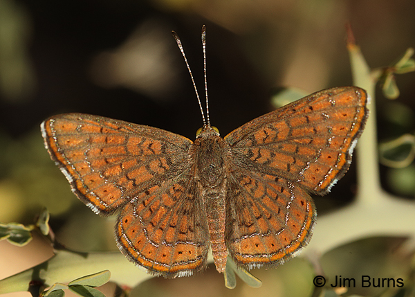 Wright's Metalmark, Arizona