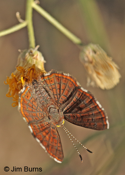 Wright's Metalmark, yellow eyes, Arizona