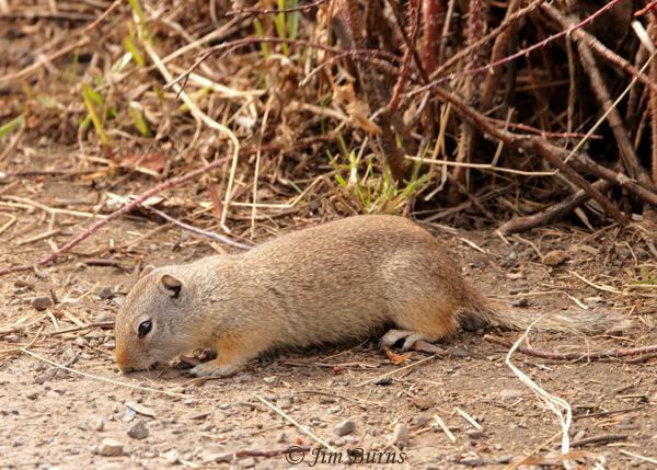 Wyoming Ground Squirrel--0934