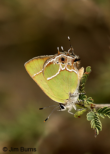 Xami Hairstreak, Texas
