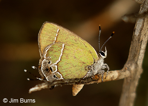 Xami Hairstreak #2, Texas