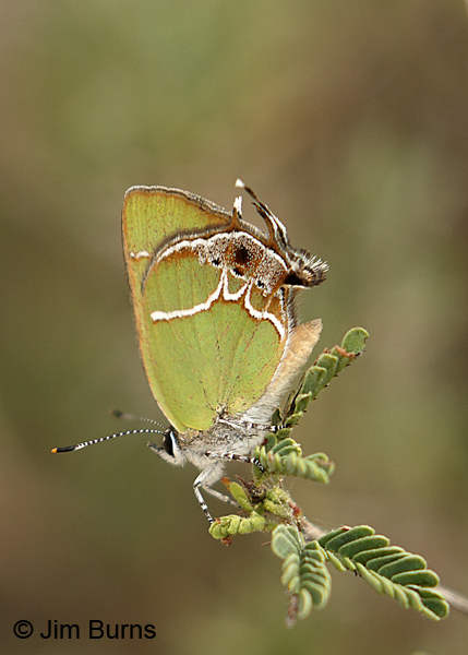 Xami Hairstreak blue stockings, Texas