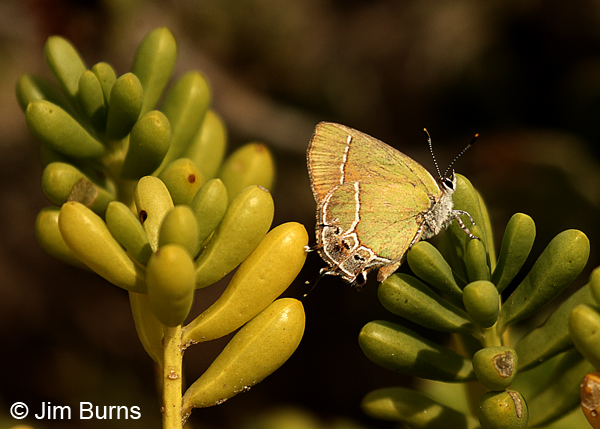 Xami Hairstreak on succulent, Texas