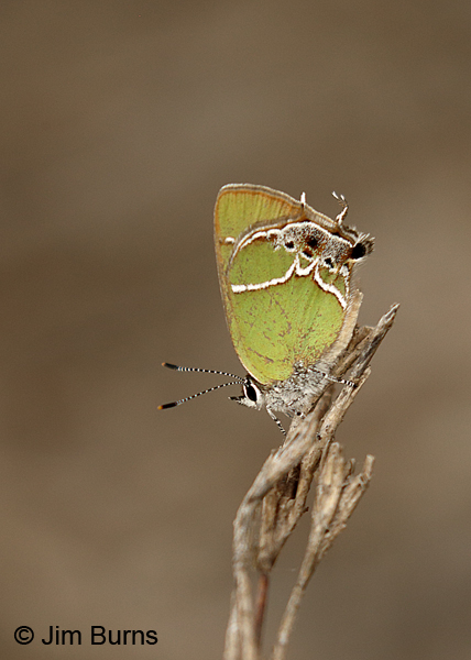 Xami Hairstreak on twig, Texas
