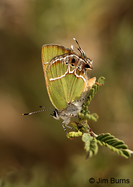 Xami Hairstreak vertical, Texas
