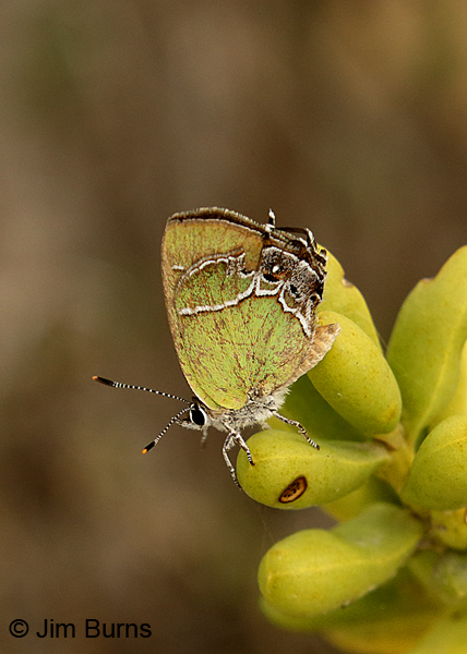 Xami Hairstreak vertical on succulent, Texas