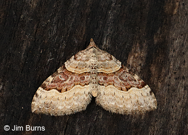 Xanthorhoe alticolata, Arizona