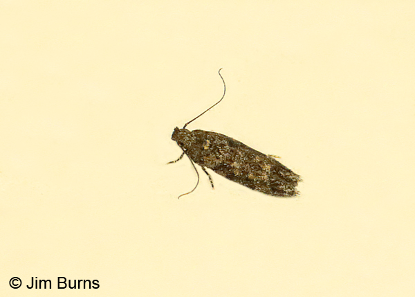 Xenolechia ontariensis, Arizona