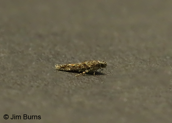 Xenolechia ontariensis dorsolateral view, Arizona