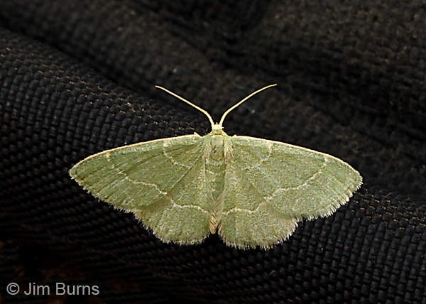 Xerochlora viridipallens, Arizona--8829