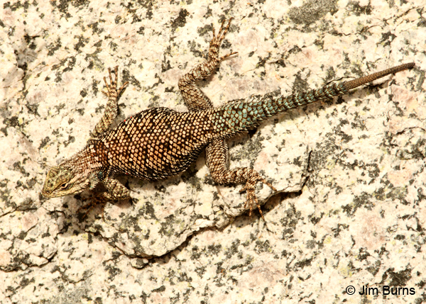 Yarrow's Spiny Lizard