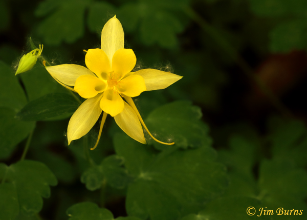 Yellow Columbine #3, Arizona--2906