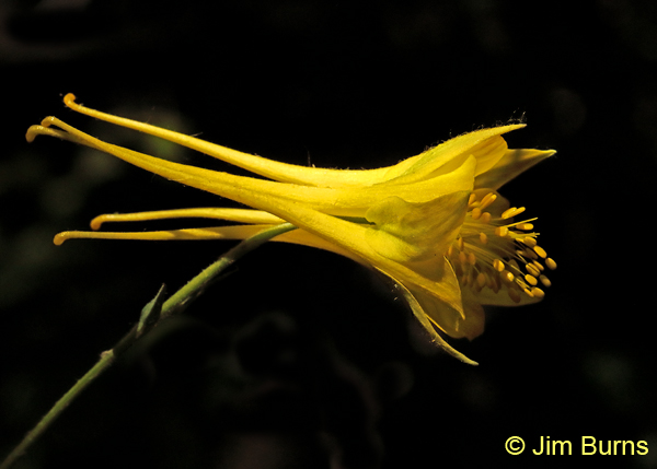 Yellow Columbine #2, Arizona 8538