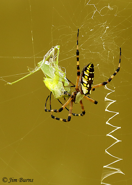 Yellow Garden Spider female wrapping up a katydid, Arizona--4620